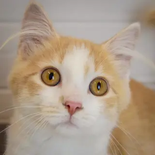 Butterscotch