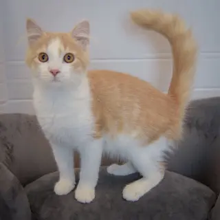 Butterscotch