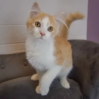 Butterscotch
