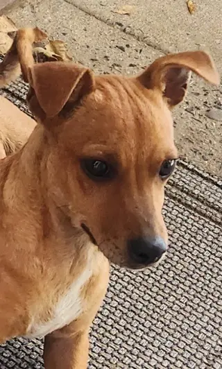 ZCL-D-Dachshund mix