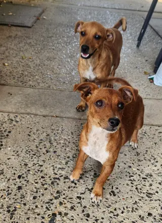 ZCL-D-Dachshund mix