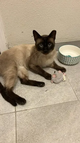 Sammy (Courtesy Post)