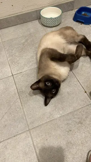 Sammy (Courtesy Post)