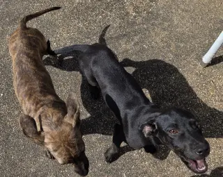 ZCL-D-Brindle