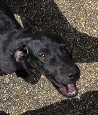 ZCL-D-Brindle