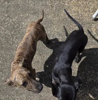 ZCL-D-Brindle