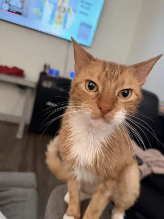 Sox (Courtesy Post)