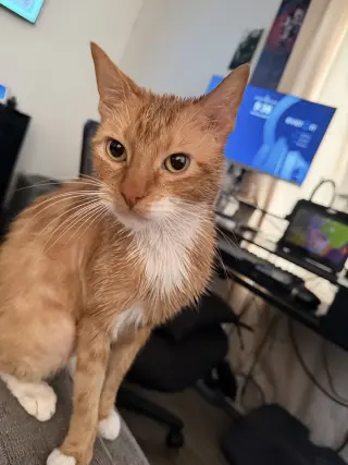 Sox (Courtesy Post)