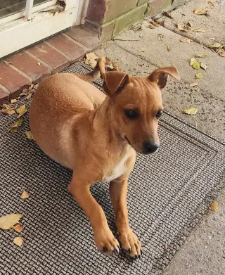 ZCL-D-Dachshund Chihuahua mix