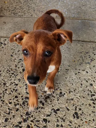 ZCL-D-Dachshund Chihuahua mix