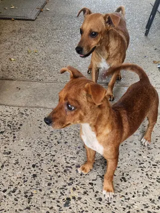 ZCL-D-Dachshund Chihuahua mix
