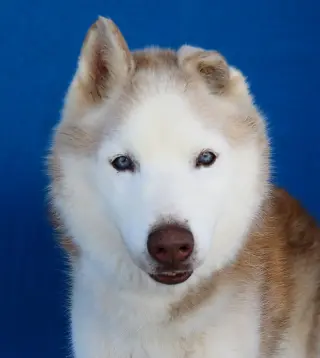 HERO