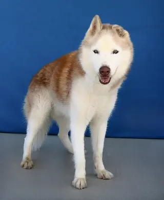 HERO