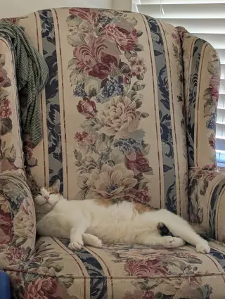 Sophia