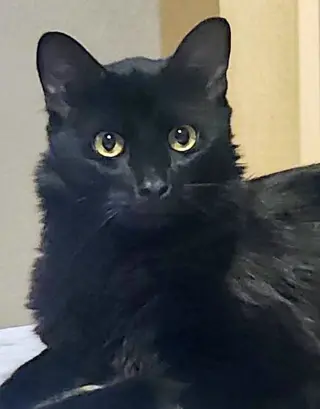 Echo