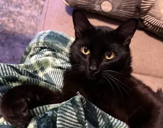 Echo