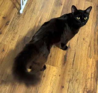 Echo