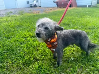 Teddy