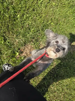 Teddy