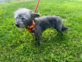 Teddy