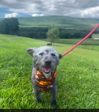 Teddy