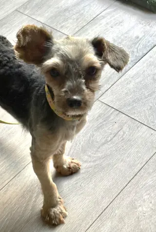 Cookie3786