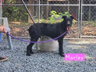 Marley