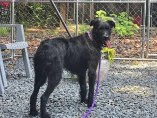 Marley