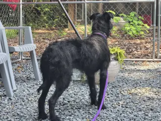 Marley