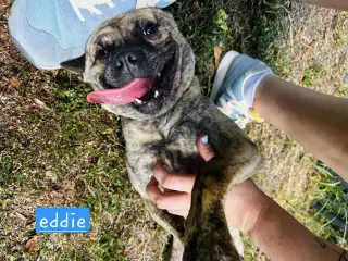 Eddie