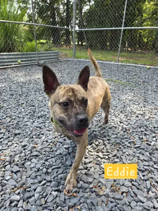 Eddie