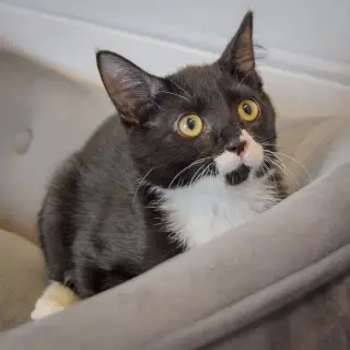 Mozzarella