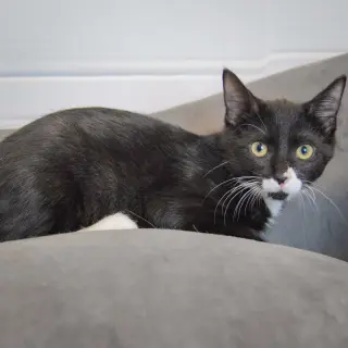 Mozzarella