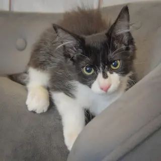 Colby