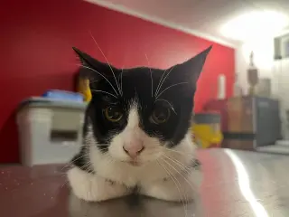 Cream Puff