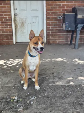 Mesa Mikey
