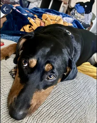 Tasha