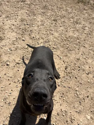 Baloo