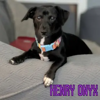 Henry Onyx