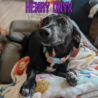 Henry Onyx