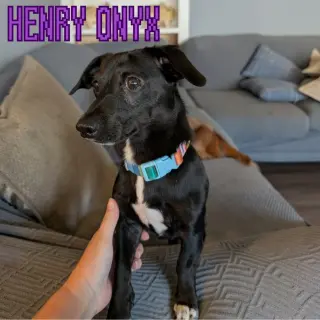 Henry Onyx