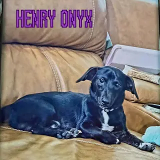 Henry Onyx