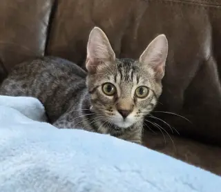 Jessie