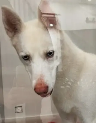 Lua