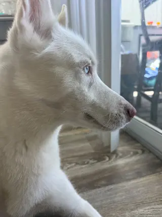 Lua