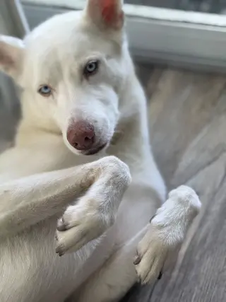 Lua
