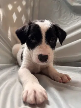 Earl Jul 26 - An Annie Pup