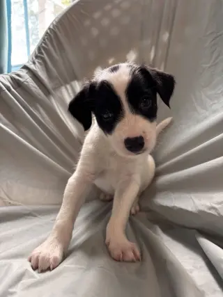 Earl Jul 26 - An Annie Pup