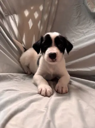 Earl Jul 26 - An Annie Pup