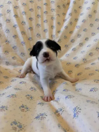 Earl Jul 26 - An Annie Pup